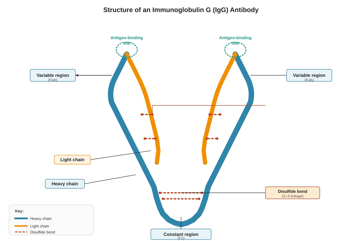 Diagram for Q19 (ALEVEL Biology H3)