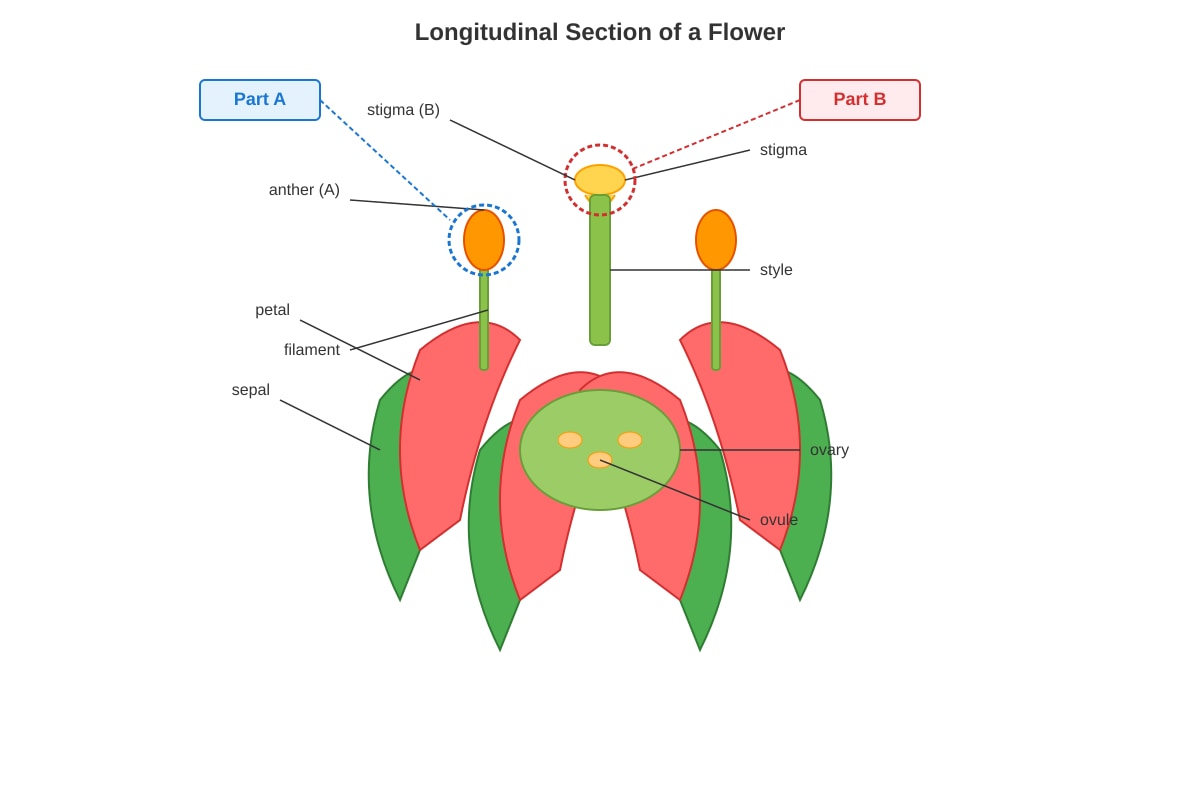 Diagram for Q11 (P5 Science)