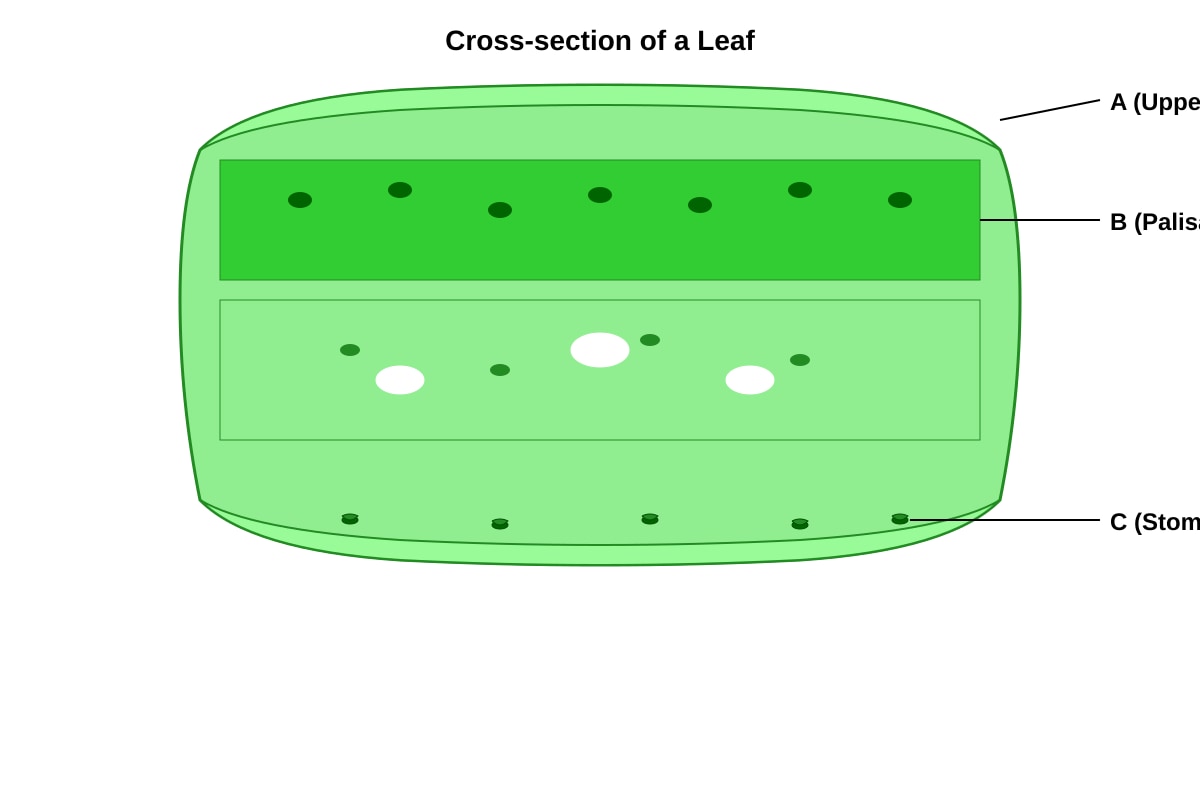 Diagram for Q5 (P5 Science)