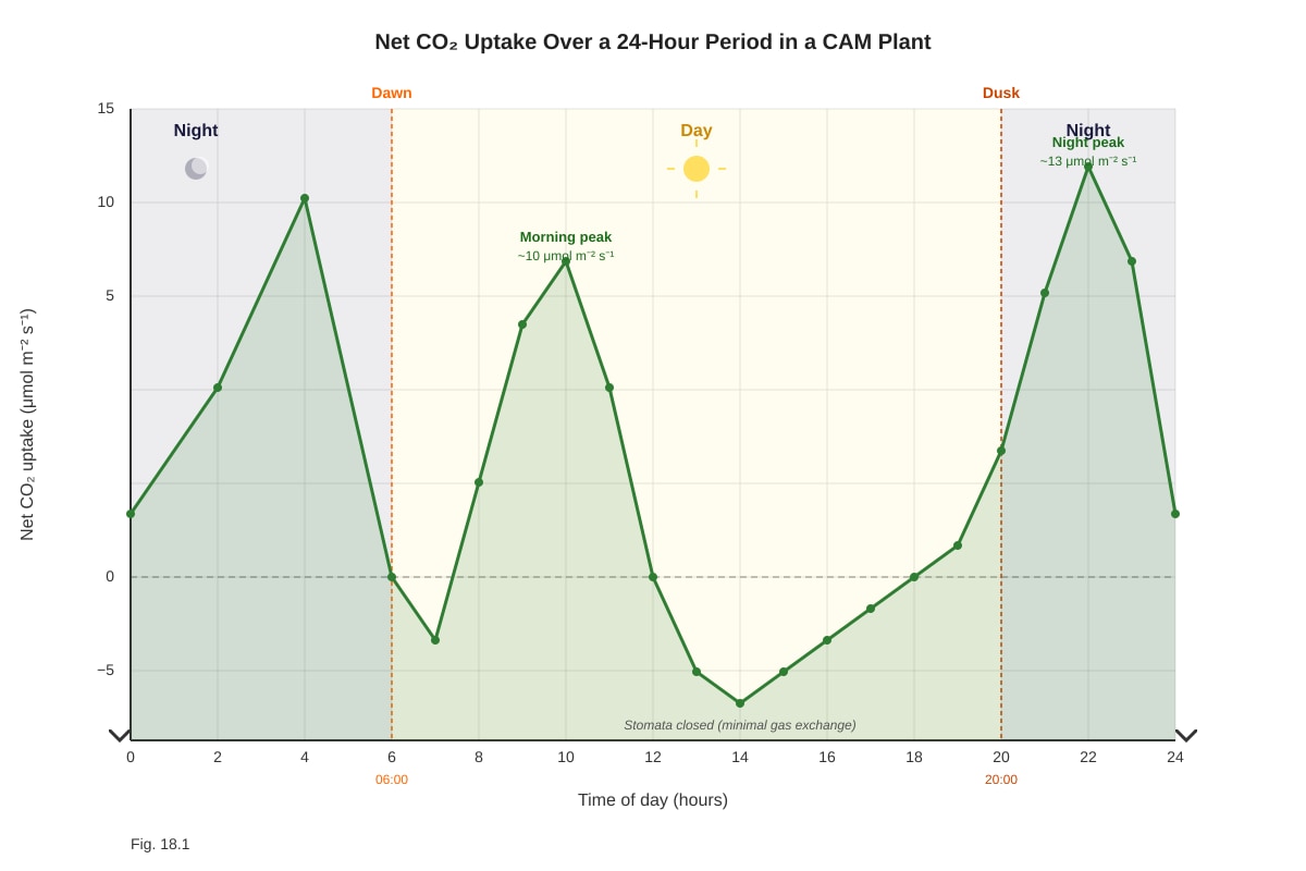 Graph for Q18 (ALEVEL Biology H3)
