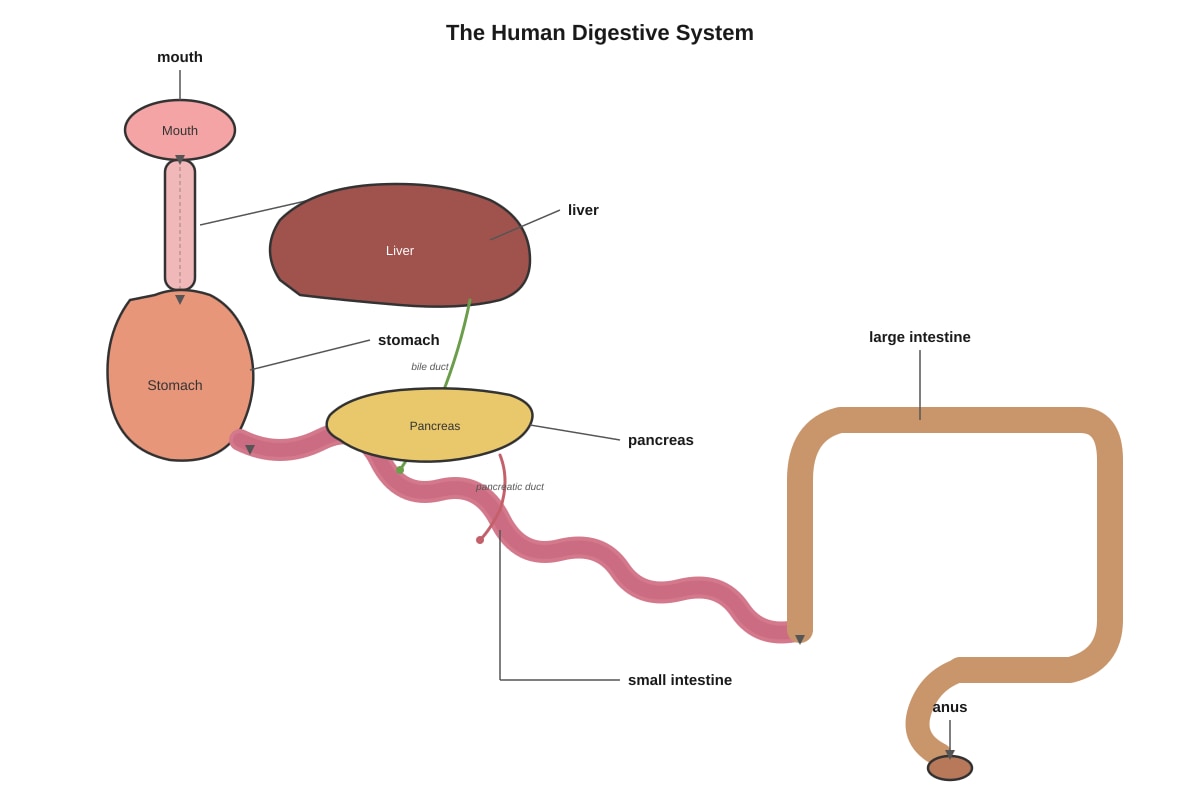 Diagram for Q24 (P6 Science)