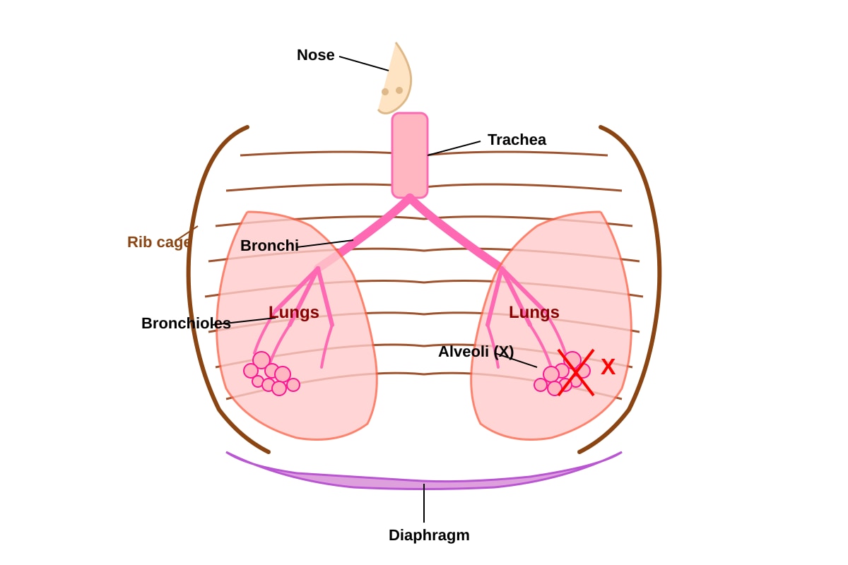Diagram for Q19 (P5 Science)
