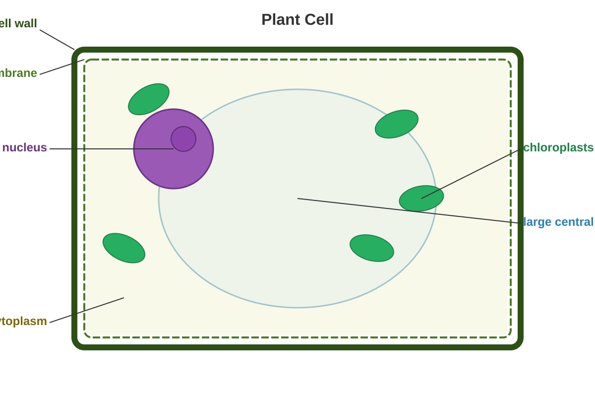 Diagram for Q3 (P6 Science)