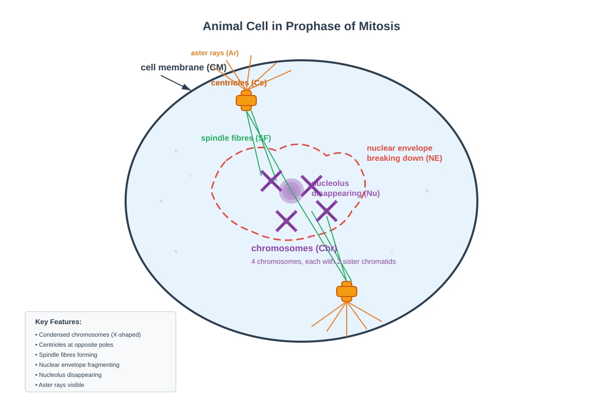 Diagram for Q12 (SEC3 Biology)