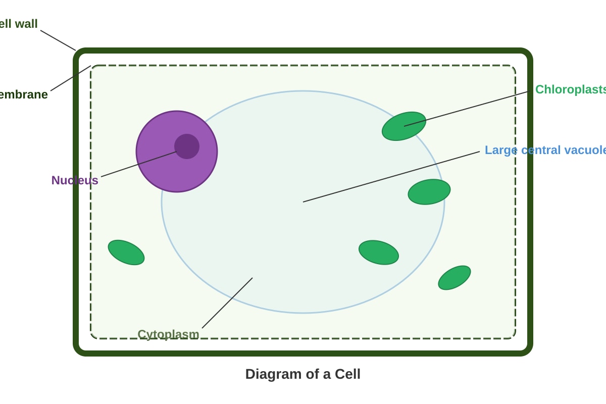 Diagram for Q21 (P5 Science)