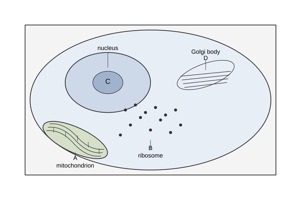 Diagram for Q7 (SEC4 Pure Biology)