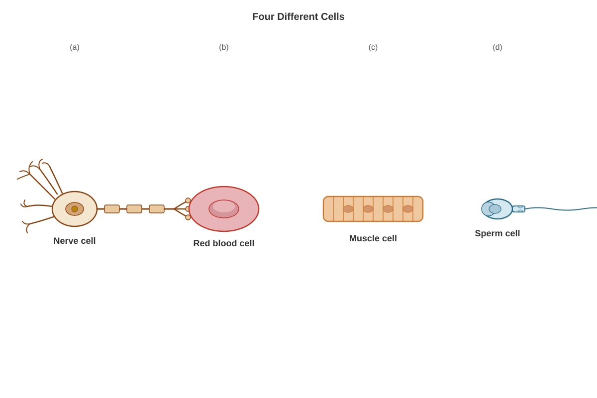 Diagram for placeholder 1 (SEC3 Biology)