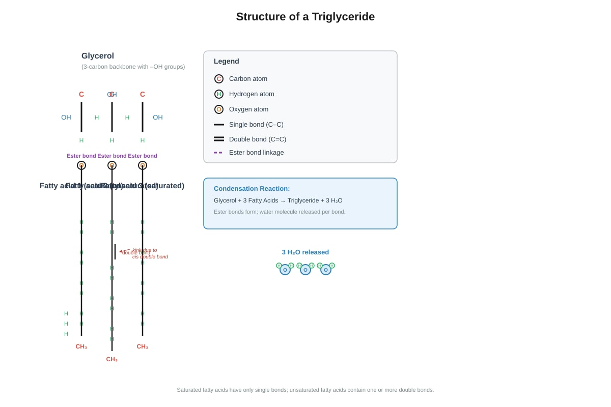 Diagram for Q9 (SEC3 Biology)