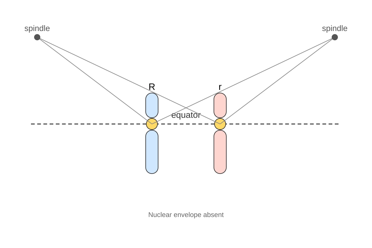 Diagram for Q13 (ALEVEL Biology H1)