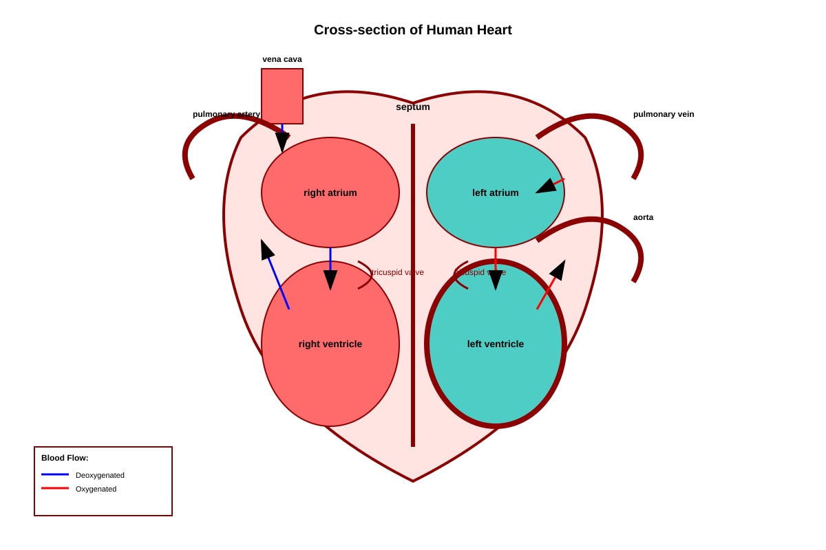 Diagram for Q2 (SEC3 Biology)