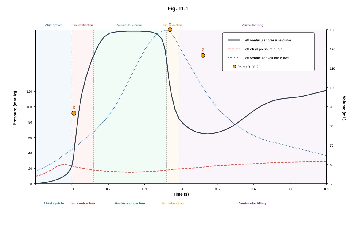 Graph for Q11 (ALEVEL Biology H2)