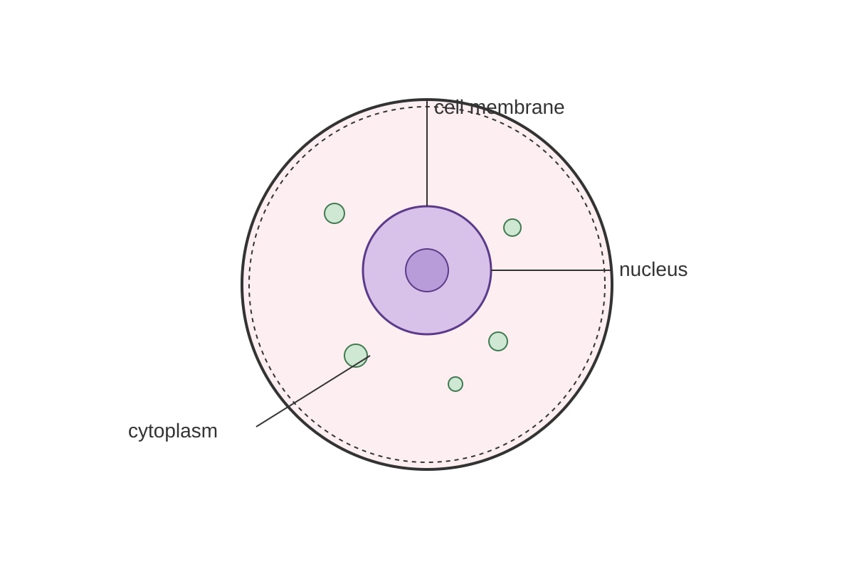 Diagram for Q6 (SEC4 Combined Sci Bio)