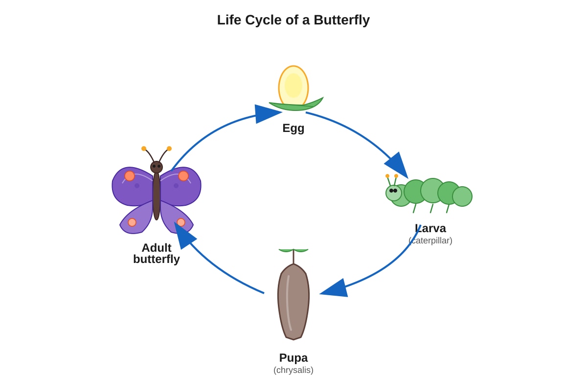 Diagram for Q9 (P4 Science)