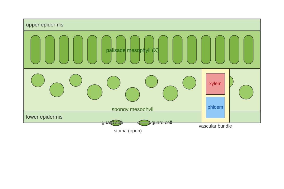 Diagram for Q11 (ALEVEL Biology H2)