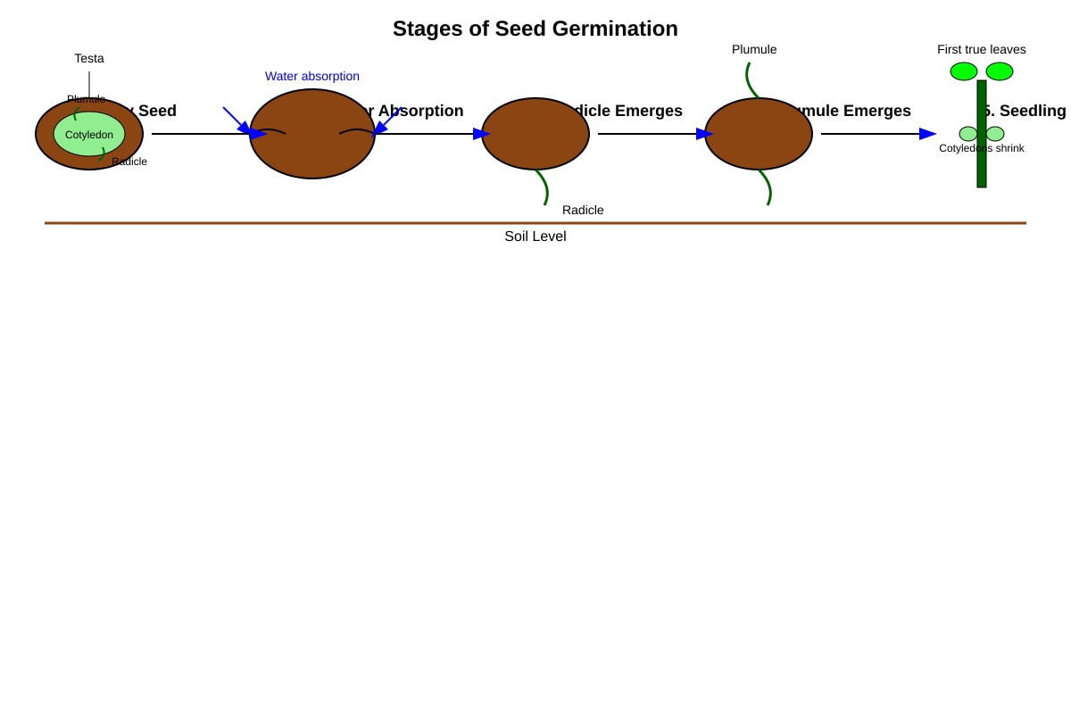 Diagram for Q43 (P6 Science)