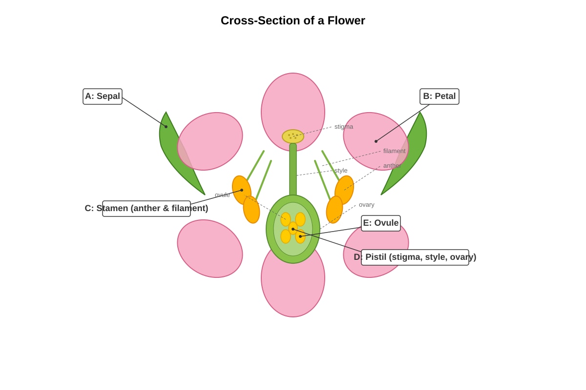Diagram for Q24 (P6 Science)