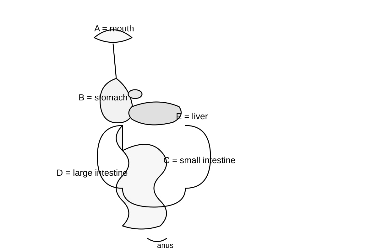 Diagram for Q16 (SEC3 Biology)
