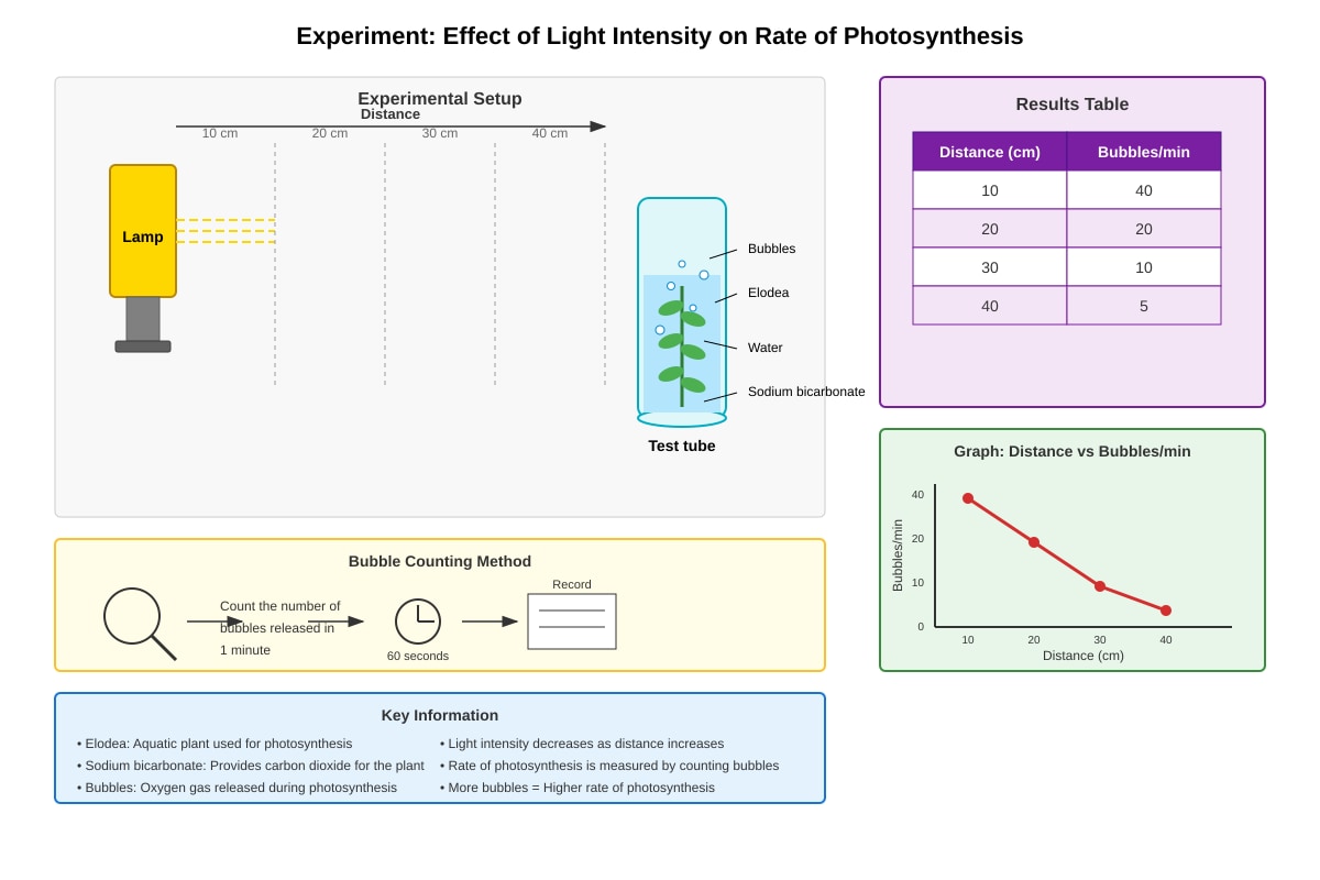 Experimental Setup for Q41 (P6 Science)
