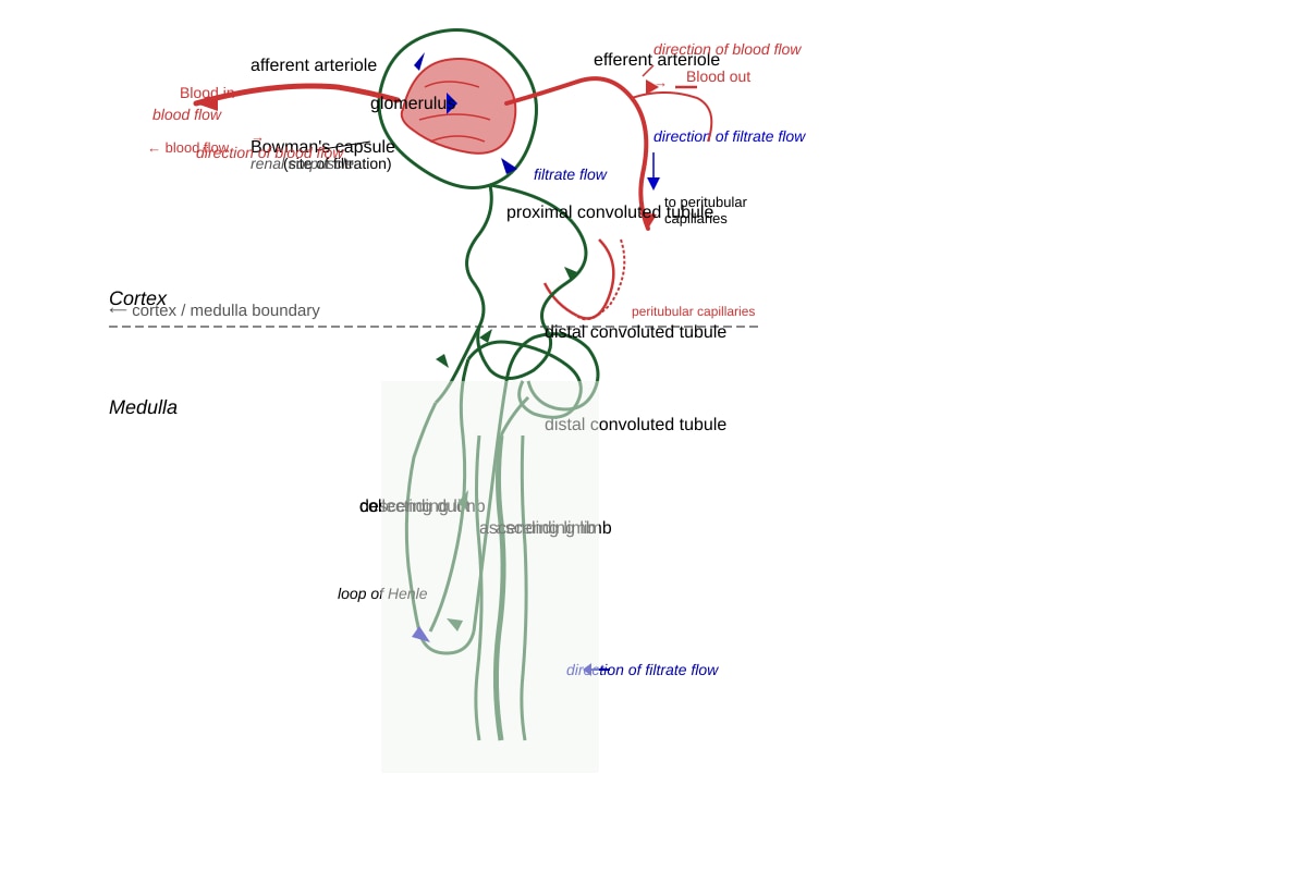 Diagram for Q7 (ALEVEL Biology H1)