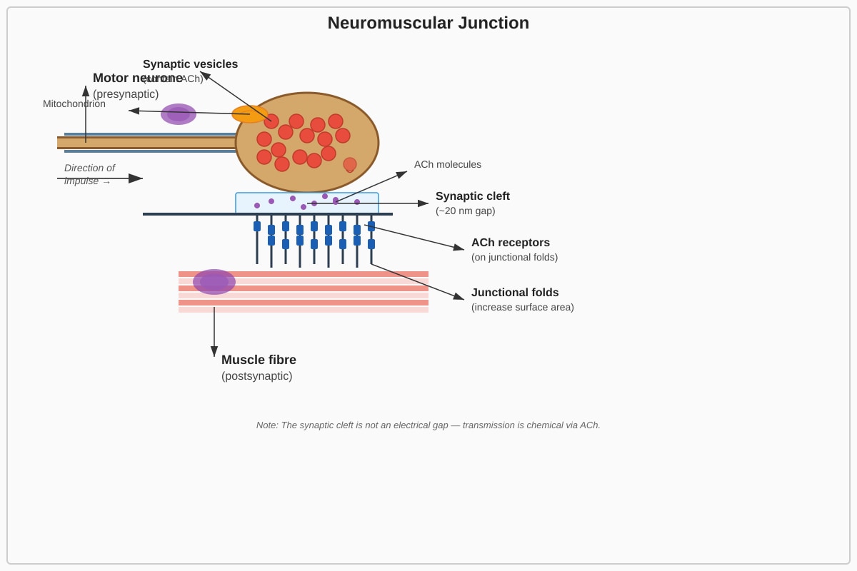 Diagram for Q15 (ALEVEL Biology H3)