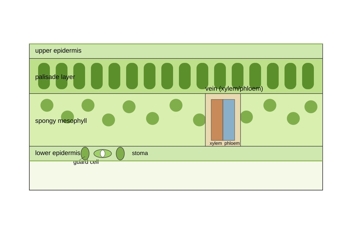 Diagram for Q14 (OLEVEL Biology)