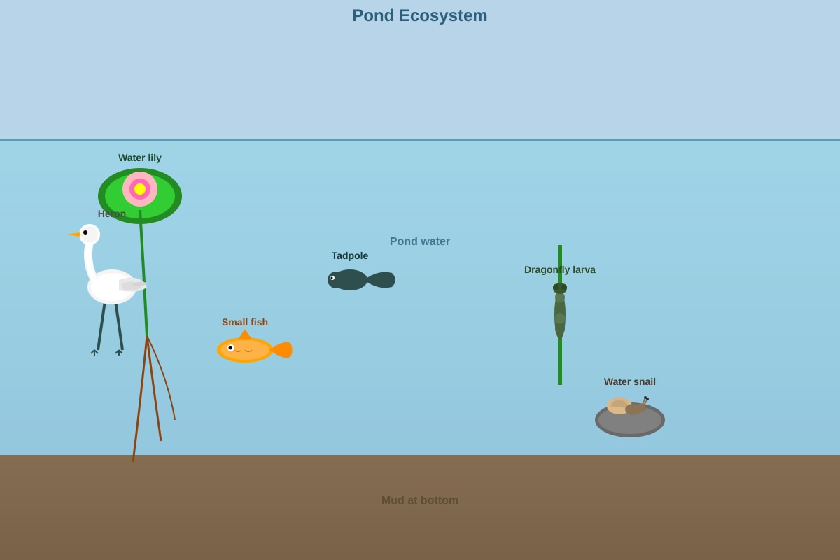 Diagram for Q21 (P4 Science)