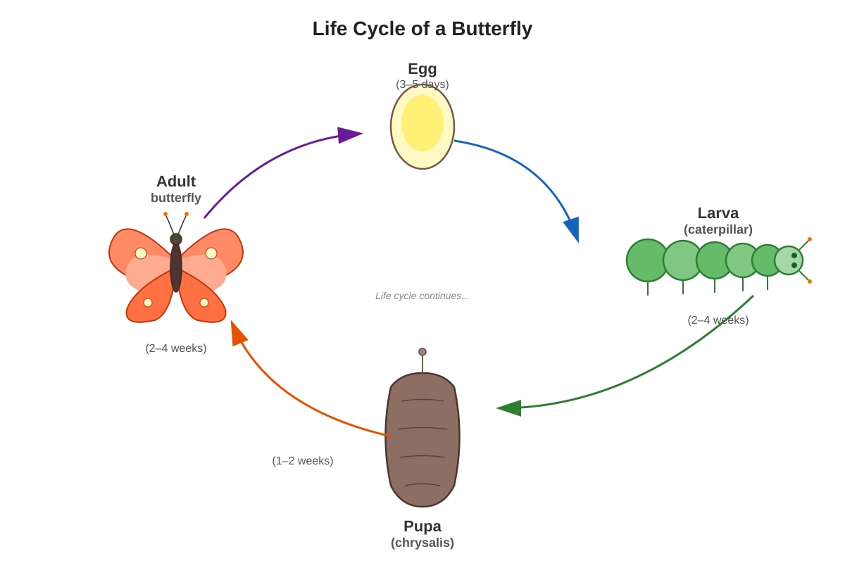 Diagram for Q13 (P3 Science)