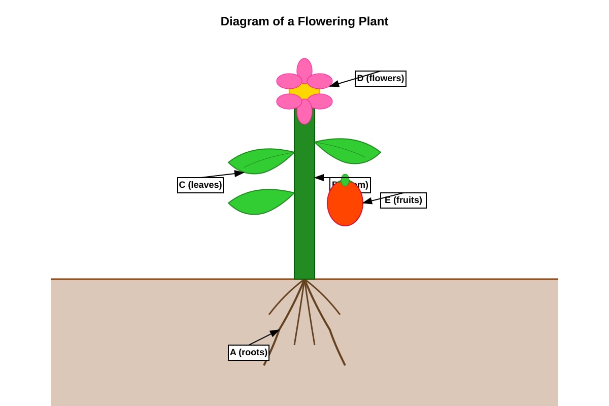 Diagram for Q3 (P4 Science)