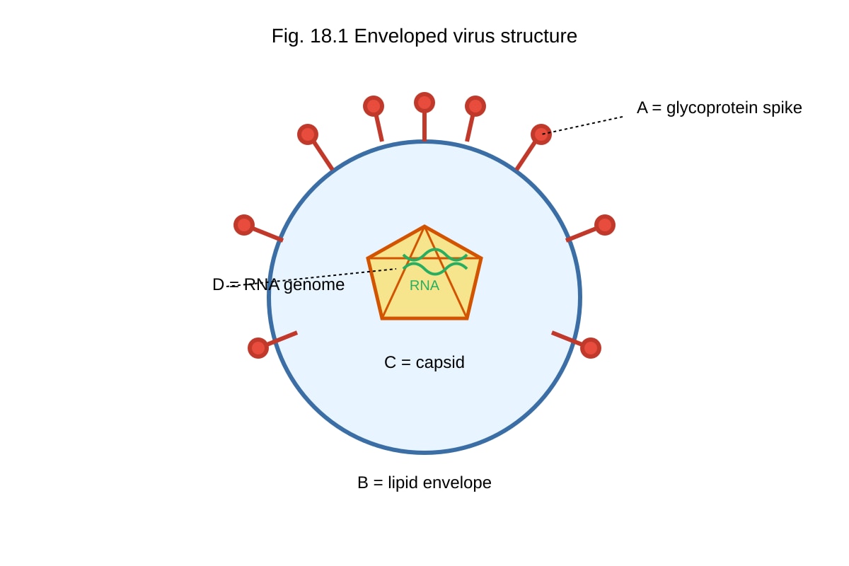 Diagram for Q18 (ALEVEL Biology H2)