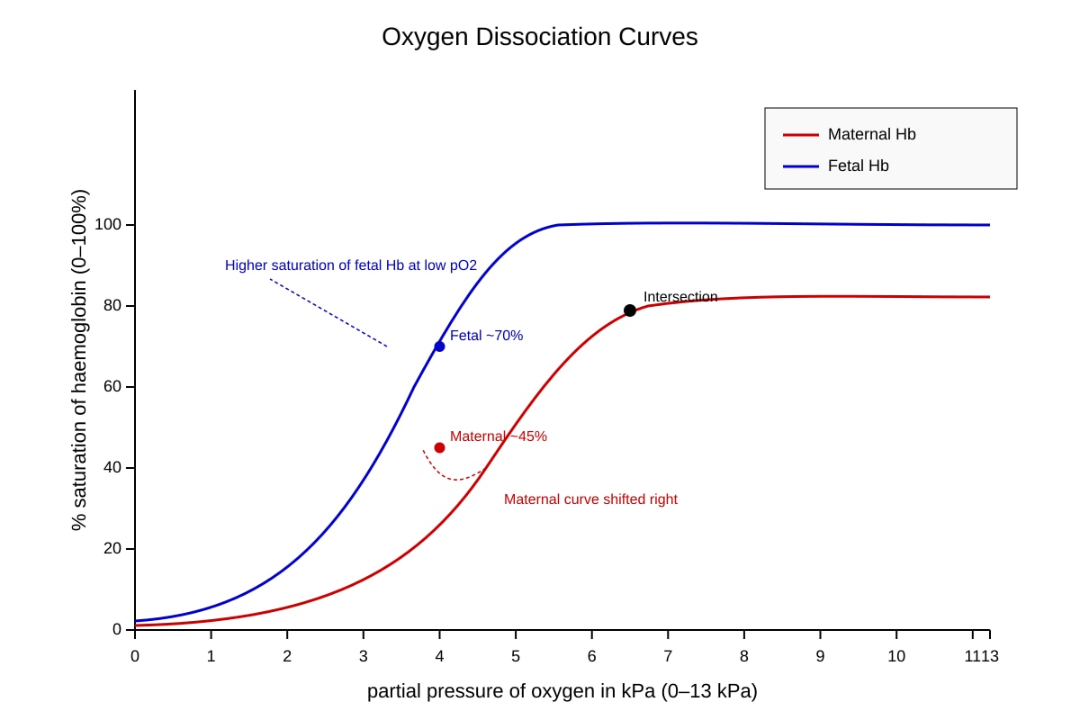 Graph for Q17 (ALEVEL Biology H3)