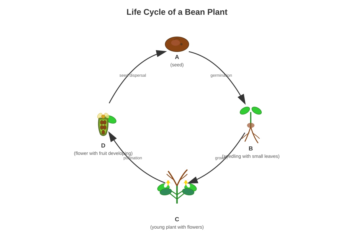 Diagram for Q12 (P6 Science)