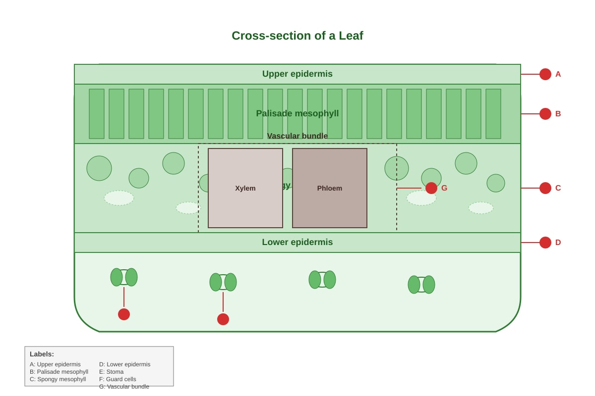 Diagram for Q37 (P6 Science)