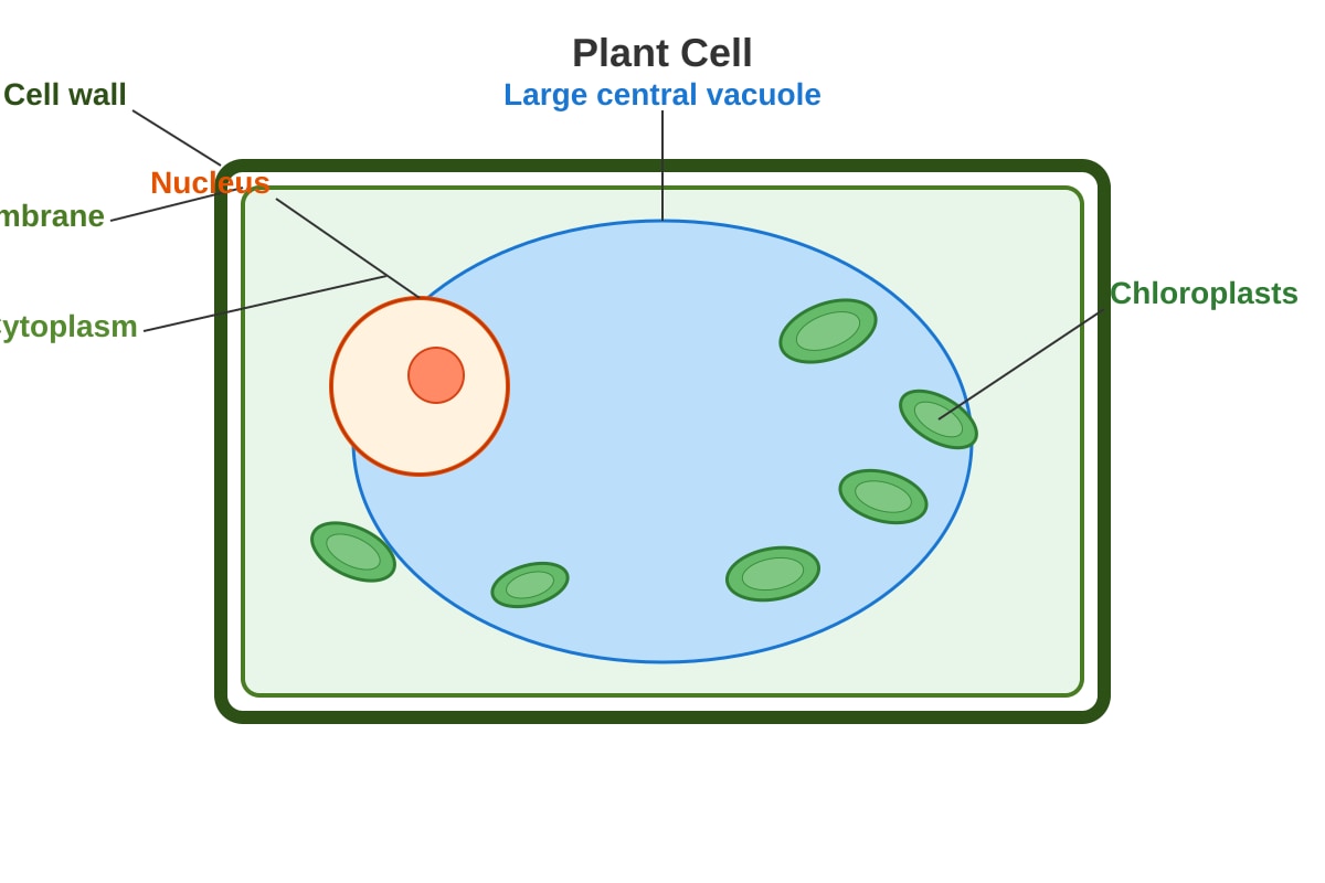 Diagram for Q16 (P6 Science)