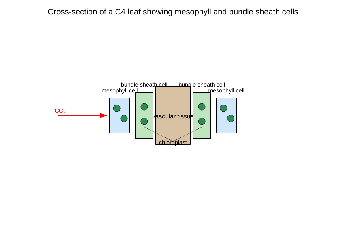 Diagram for Q12 (ALEVEL Biology H3)
