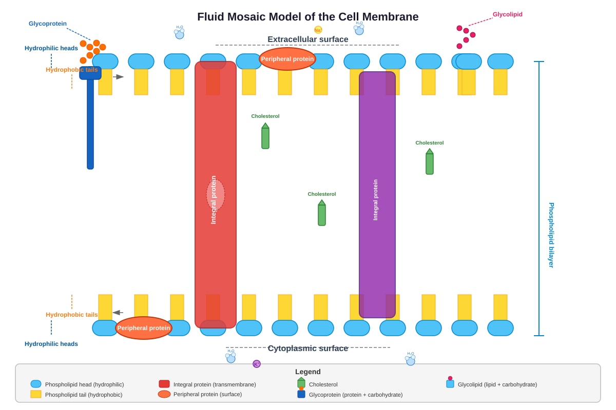 Diagram for Q13 (SEC3 Biology)