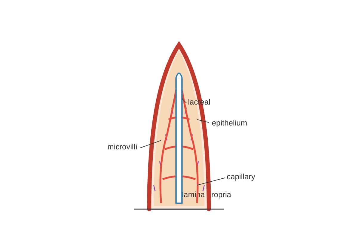 Diagram for Q18 (OLEVEL Biology)