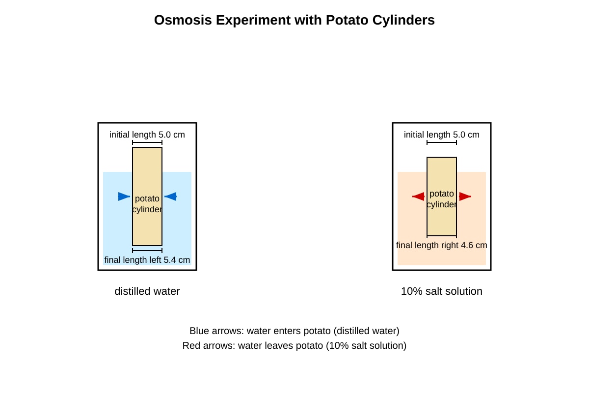 Experimental Setup for Q11 (SEC4 Combined Sci Bio)