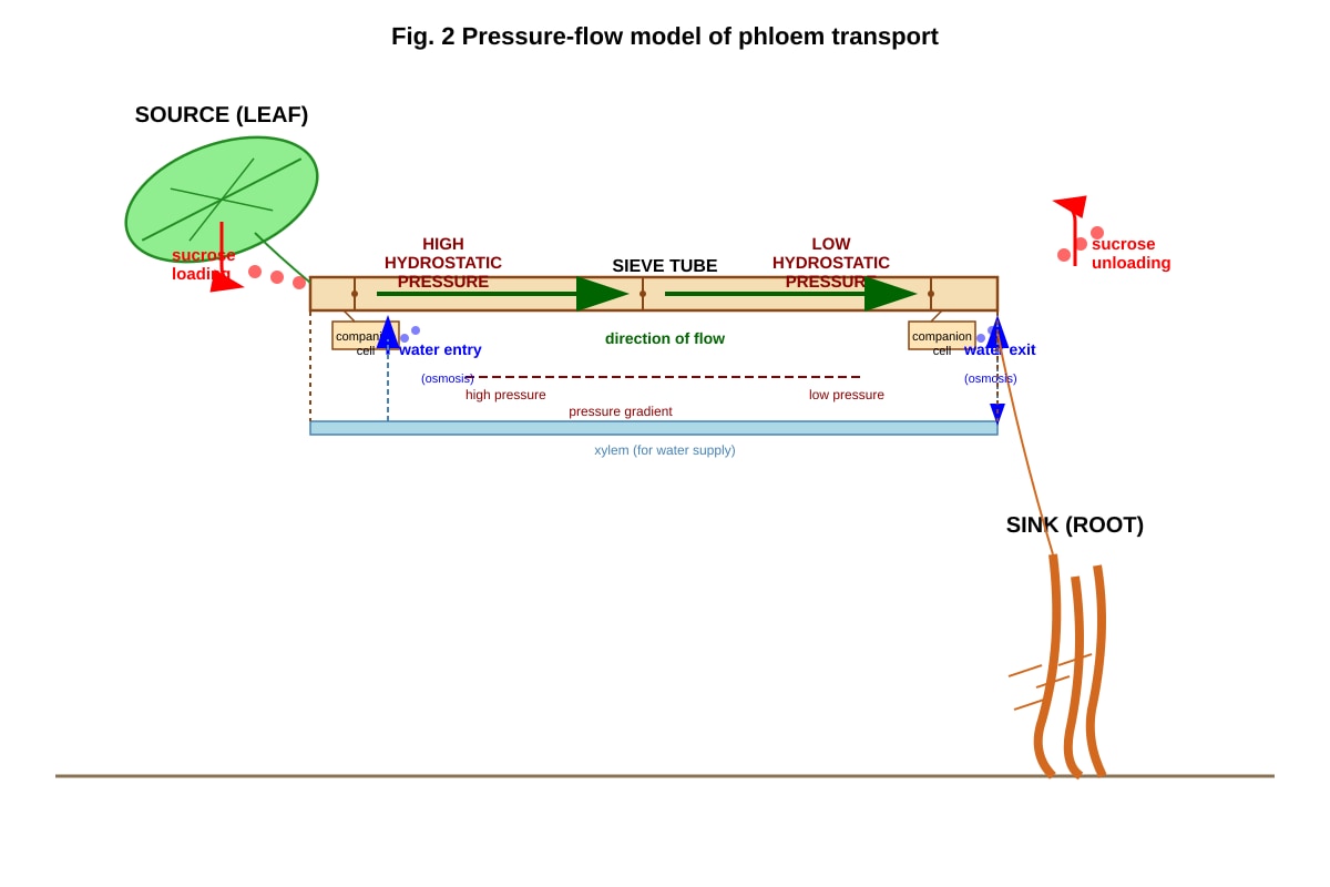 Diagram for Q9 (ALEVEL Biology H1)