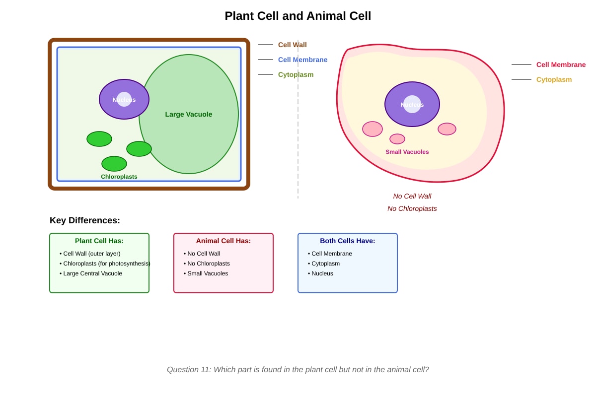 Diagram for Q11 (P4 Science)