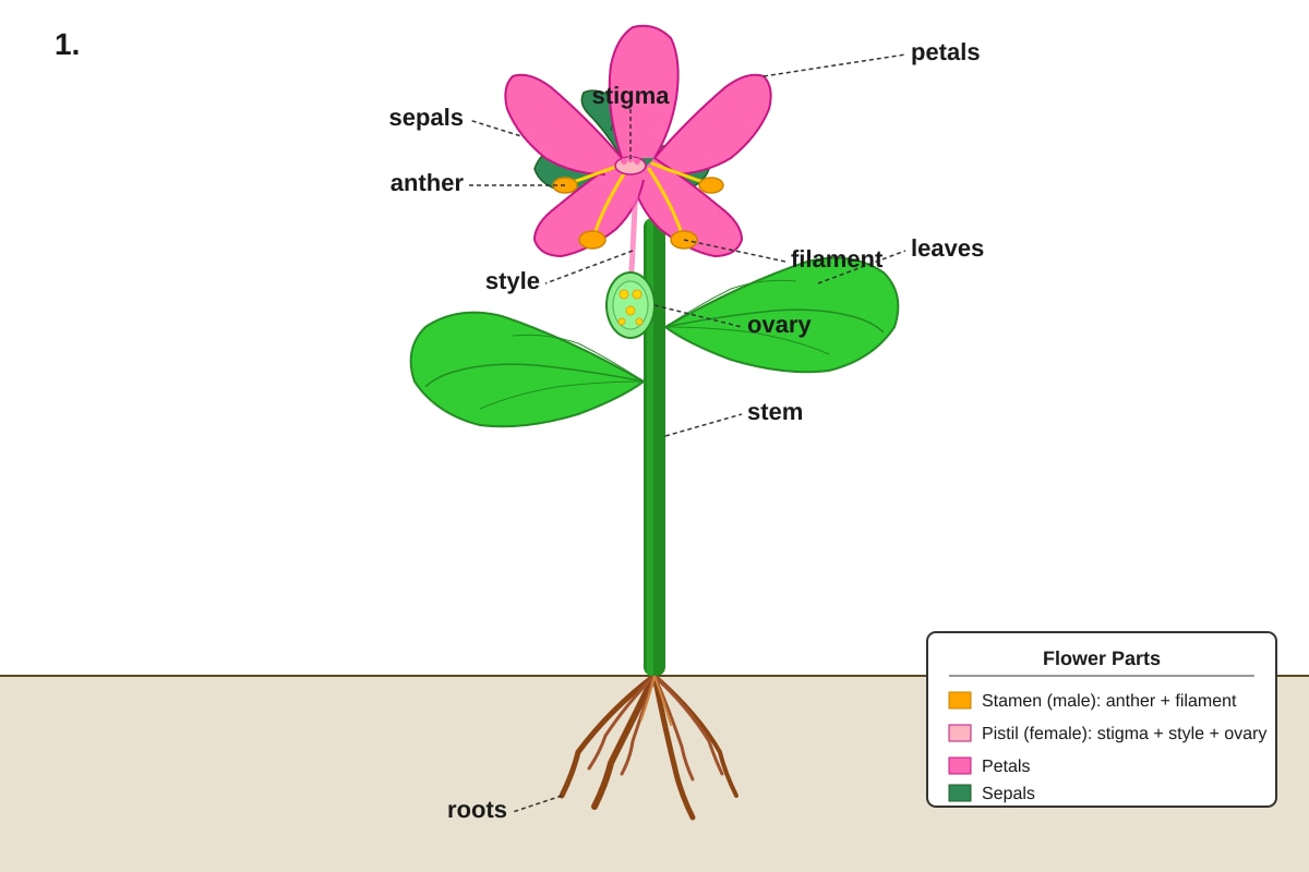 Diagram for Q1 (P5 Science)