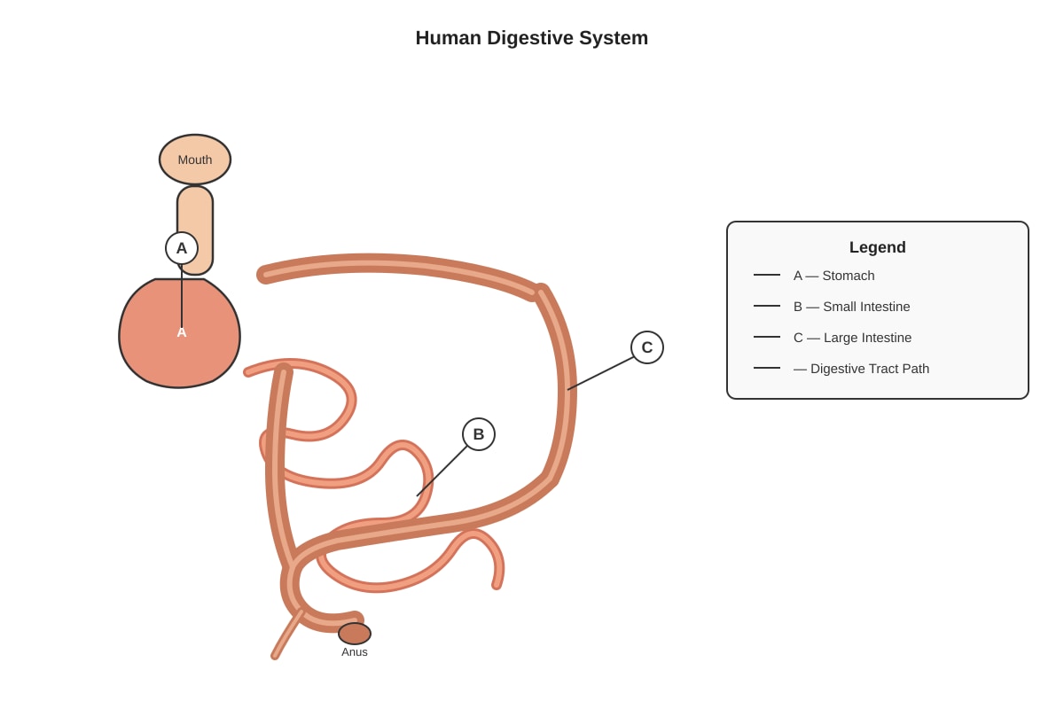 Diagram for Q11 (P5 Science)