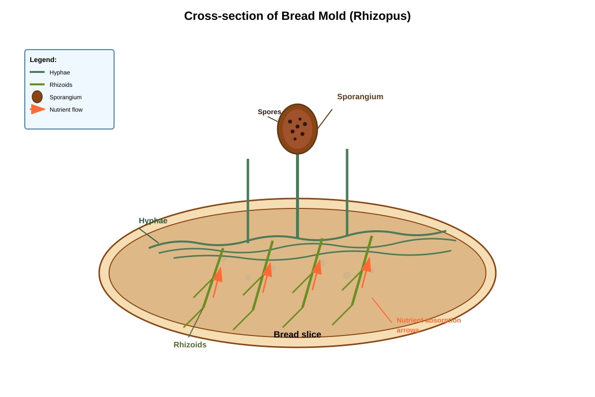 Diagram for Q8 (P6 Science)