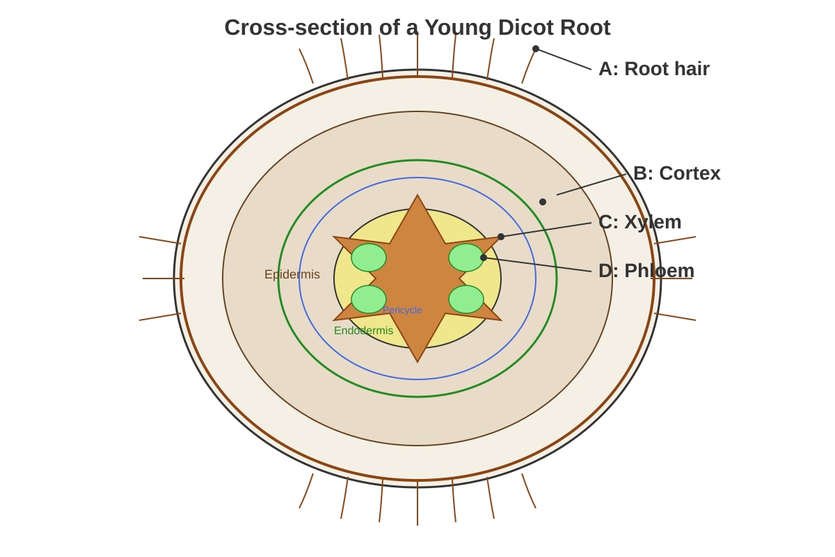 Diagram for Q14 (P5 Science)