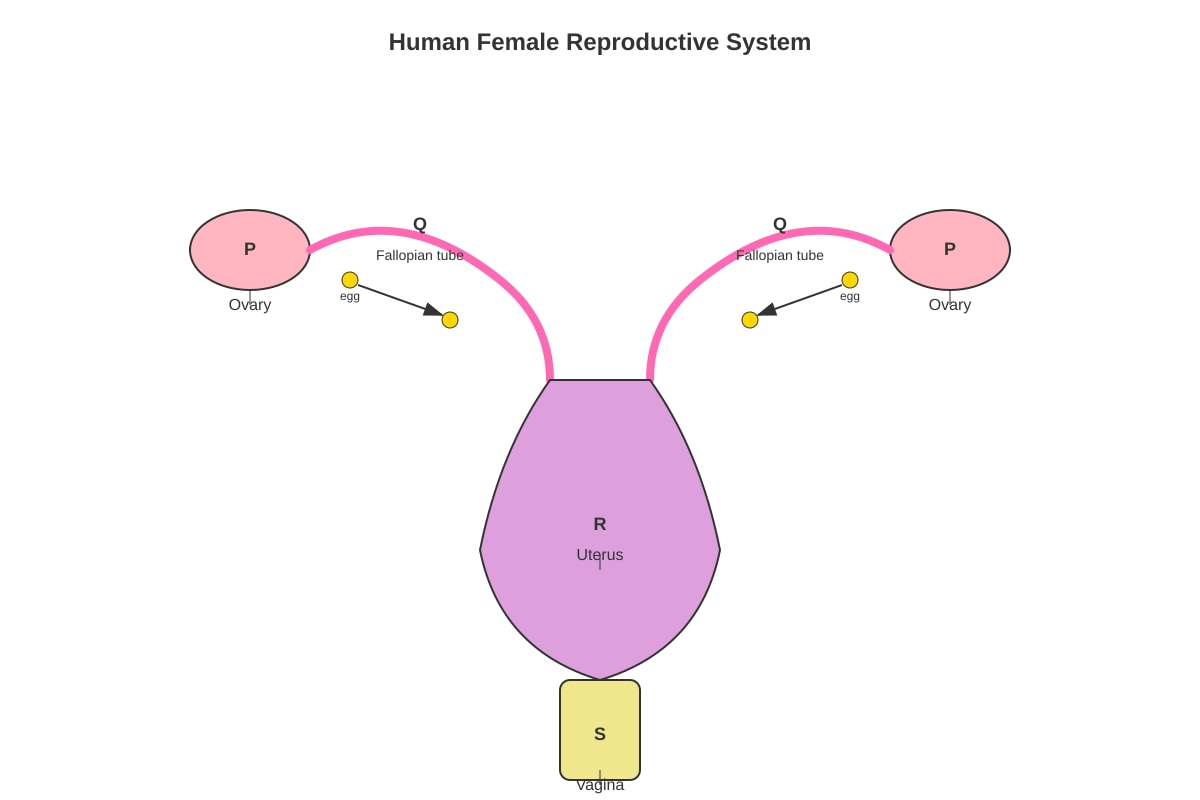 Diagram for Q11 (P5 Science)