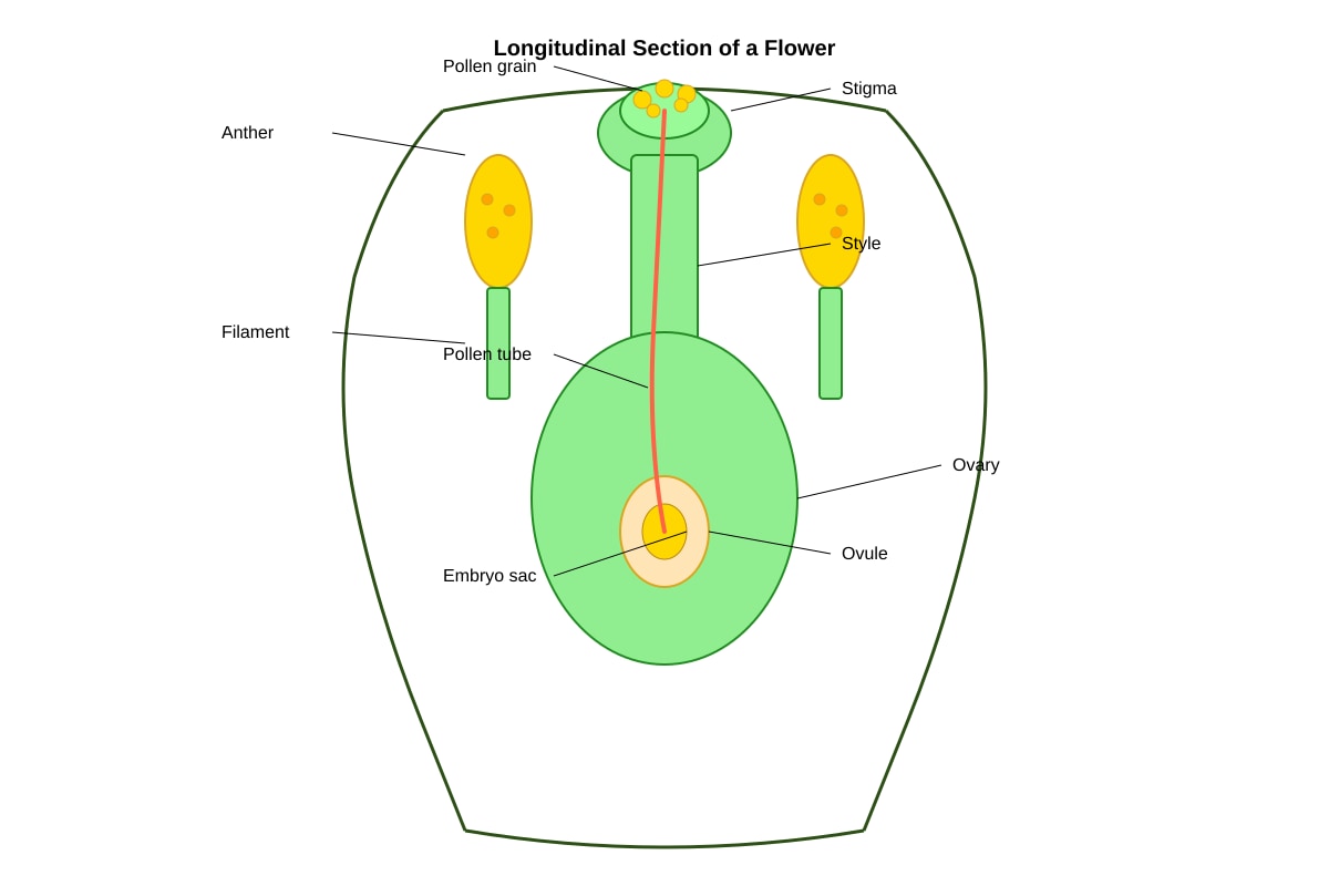 Diagram for Q35 (P5 Science)