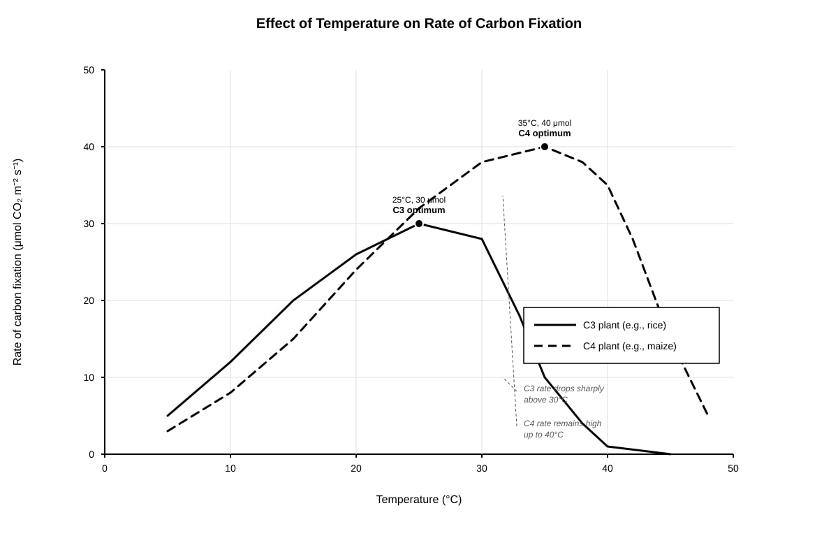 Graph for Q15 (ALEVEL Biology H3)