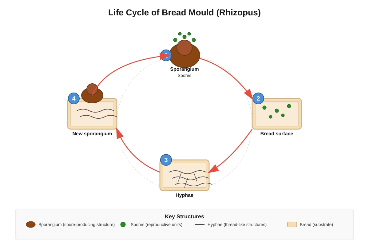Diagram for Q20 (P6 Science)