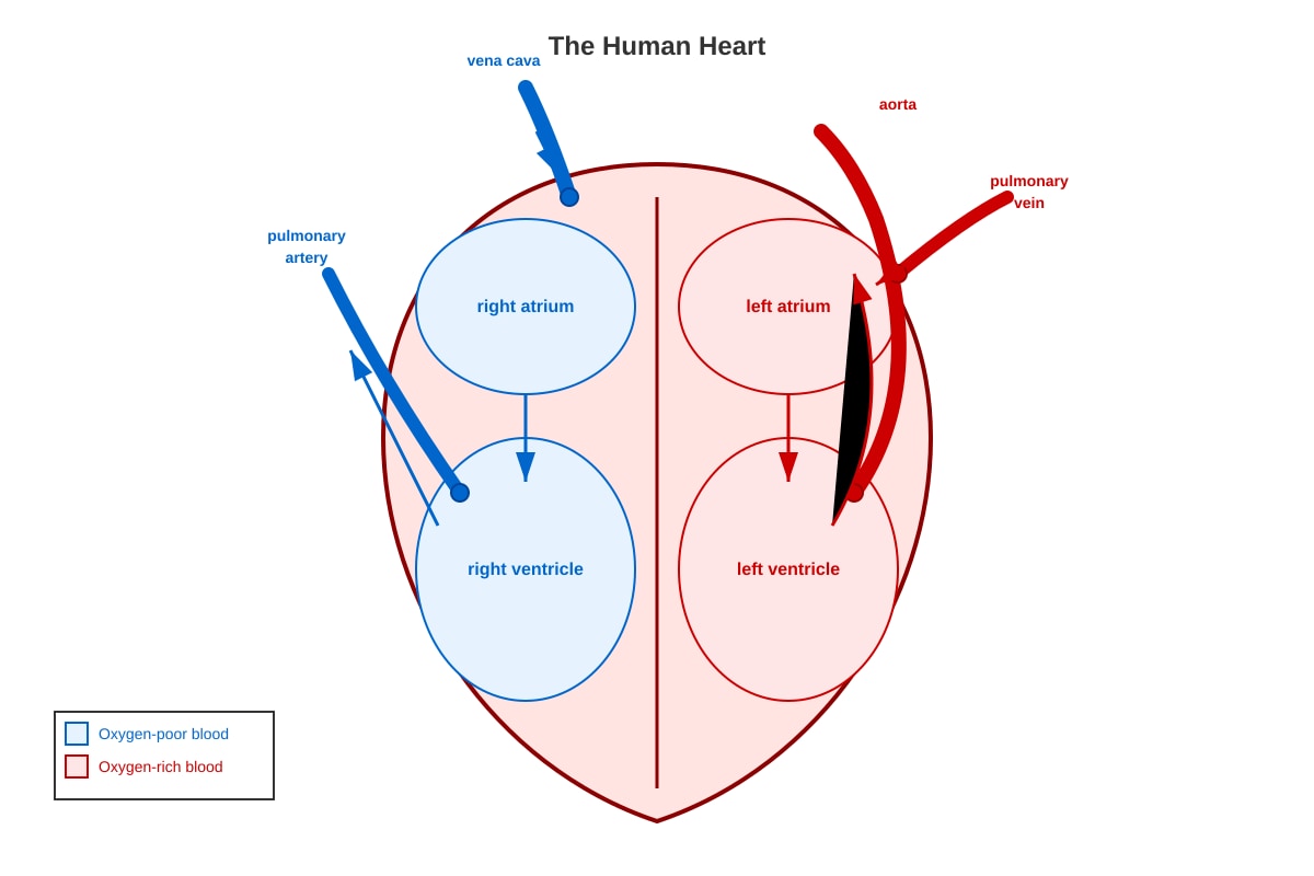 Diagram for Q9 (P6 Science)