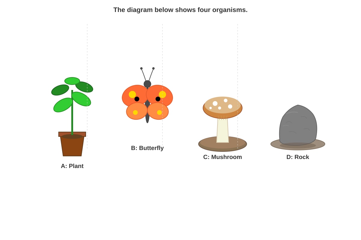 Diagram for Q16 (P4 Science)
