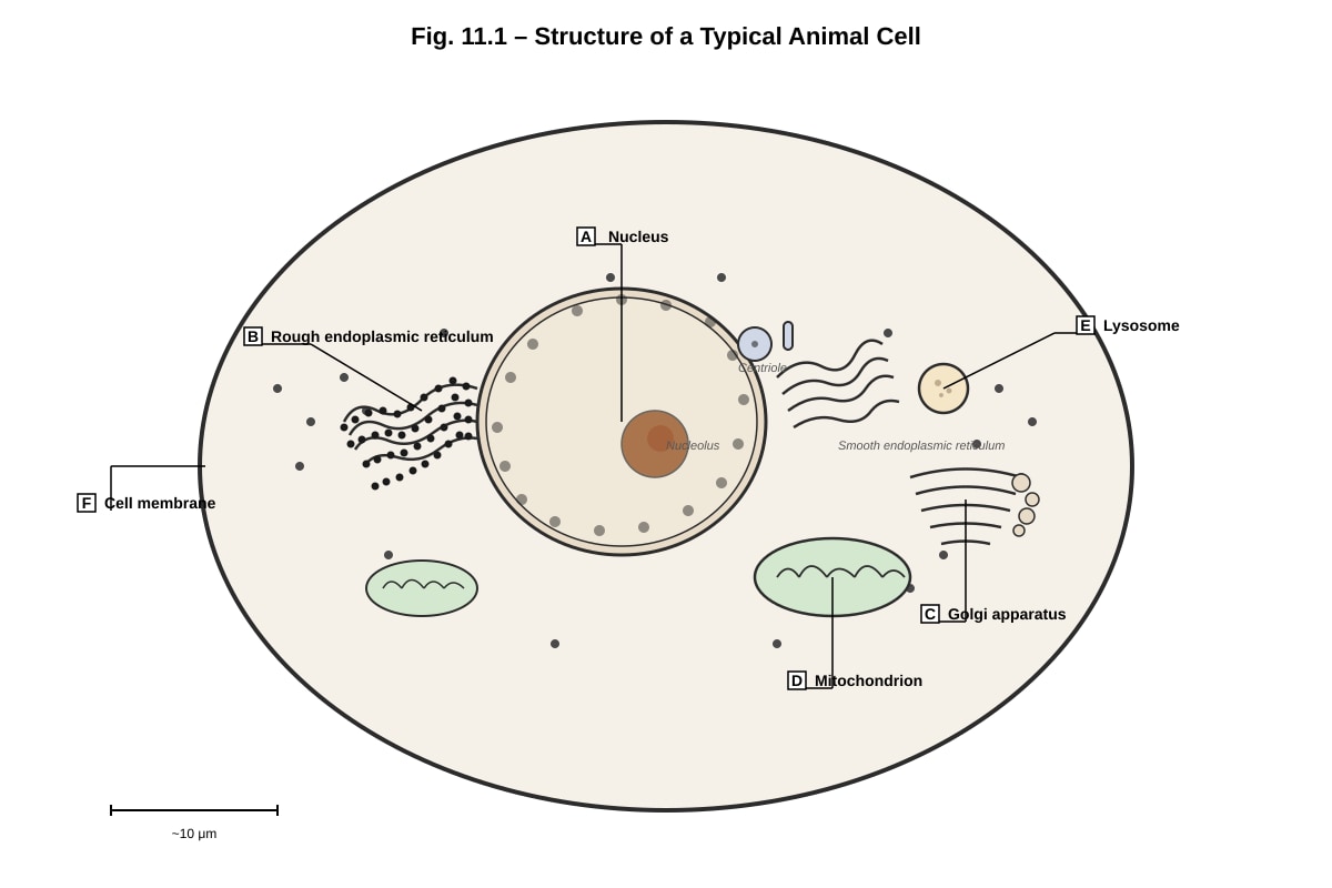 Diagram for Q11 (ALEVEL Biology H2)